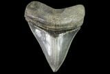 Serrated, Fossil Megalodon Tooth - Beautiful Tooth #104979-1